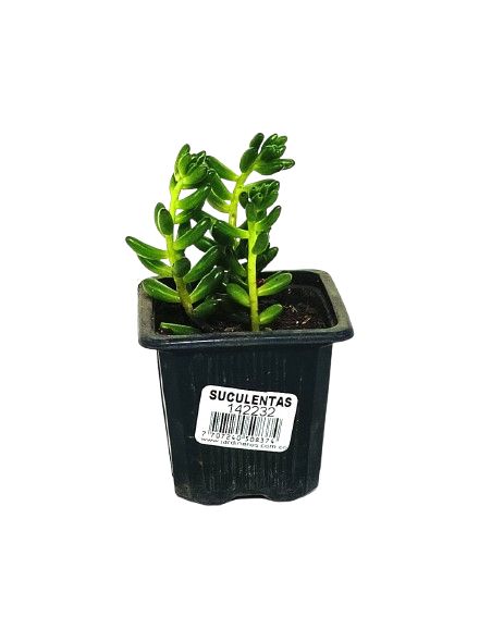Suculentas Decorativas Surtidas Diametro 8 Cm